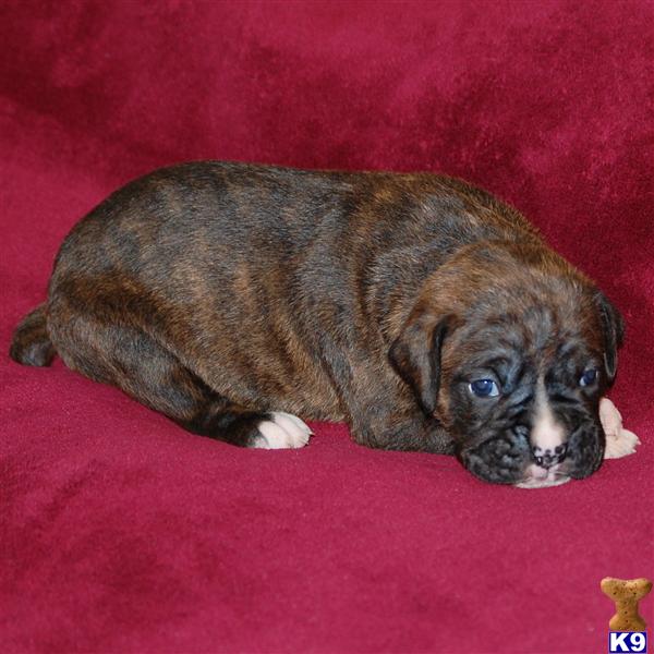 Boxer Puppies in FL